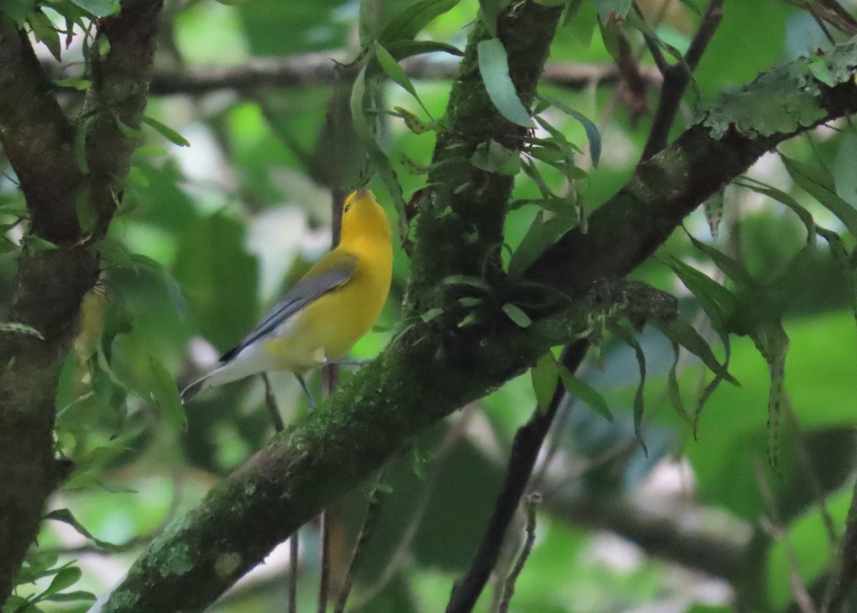 Prothonotary Warbler - ML217140341