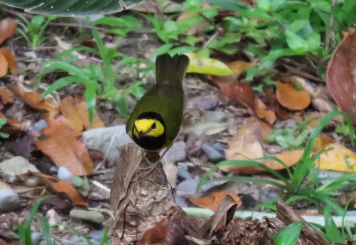 Hooded Warbler - ML217140351