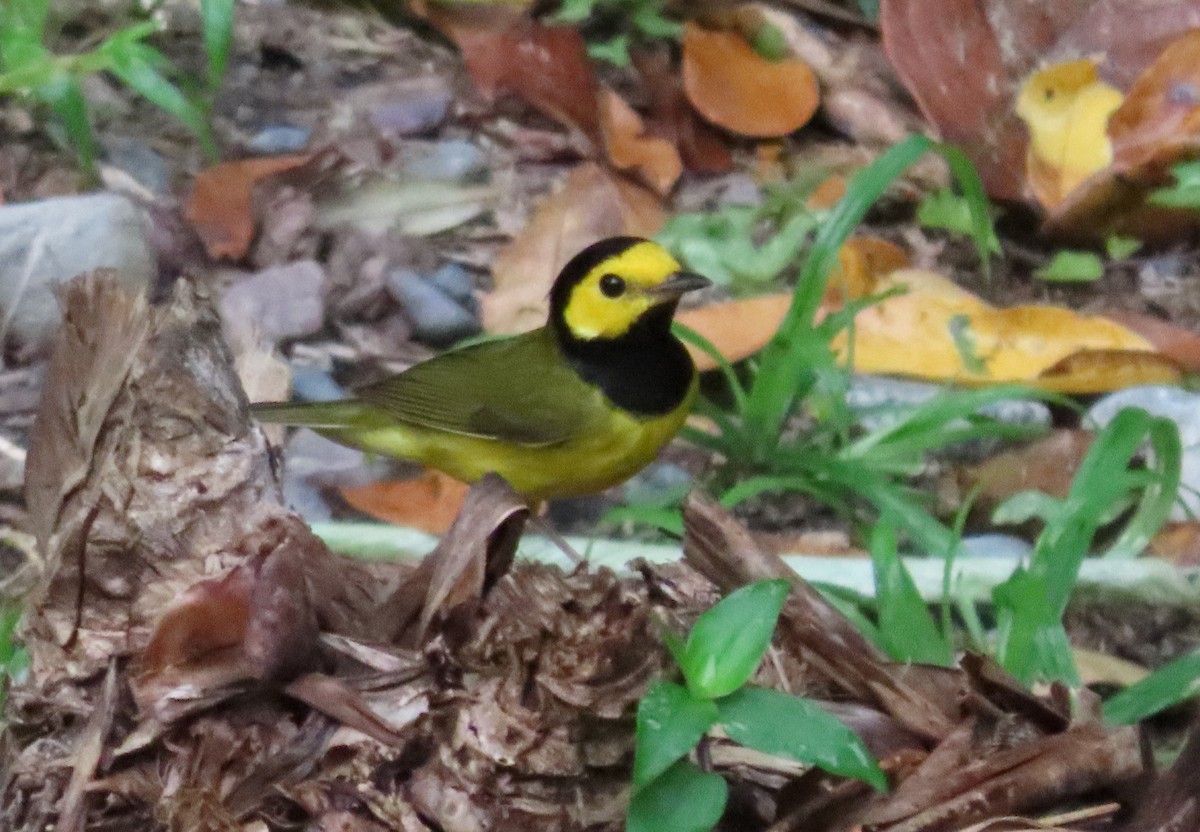 Hooded Warbler - ML217140361