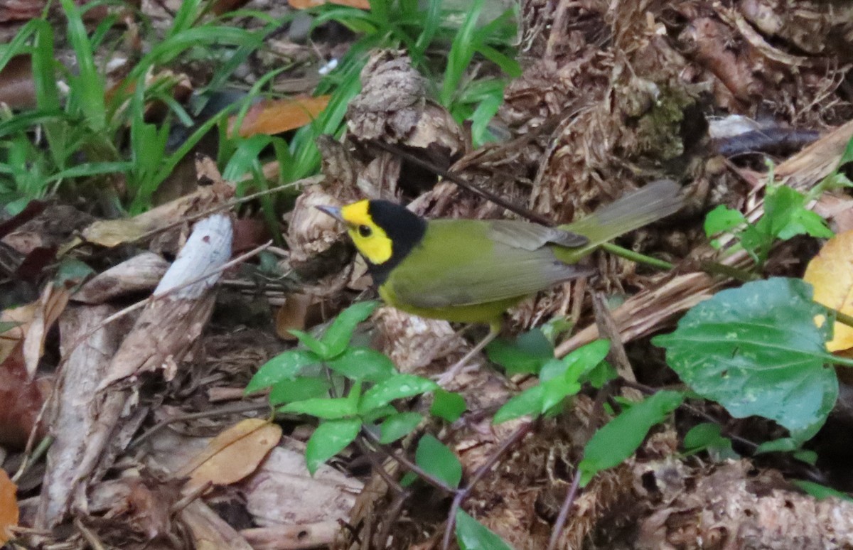 Hooded Warbler - ML217140381