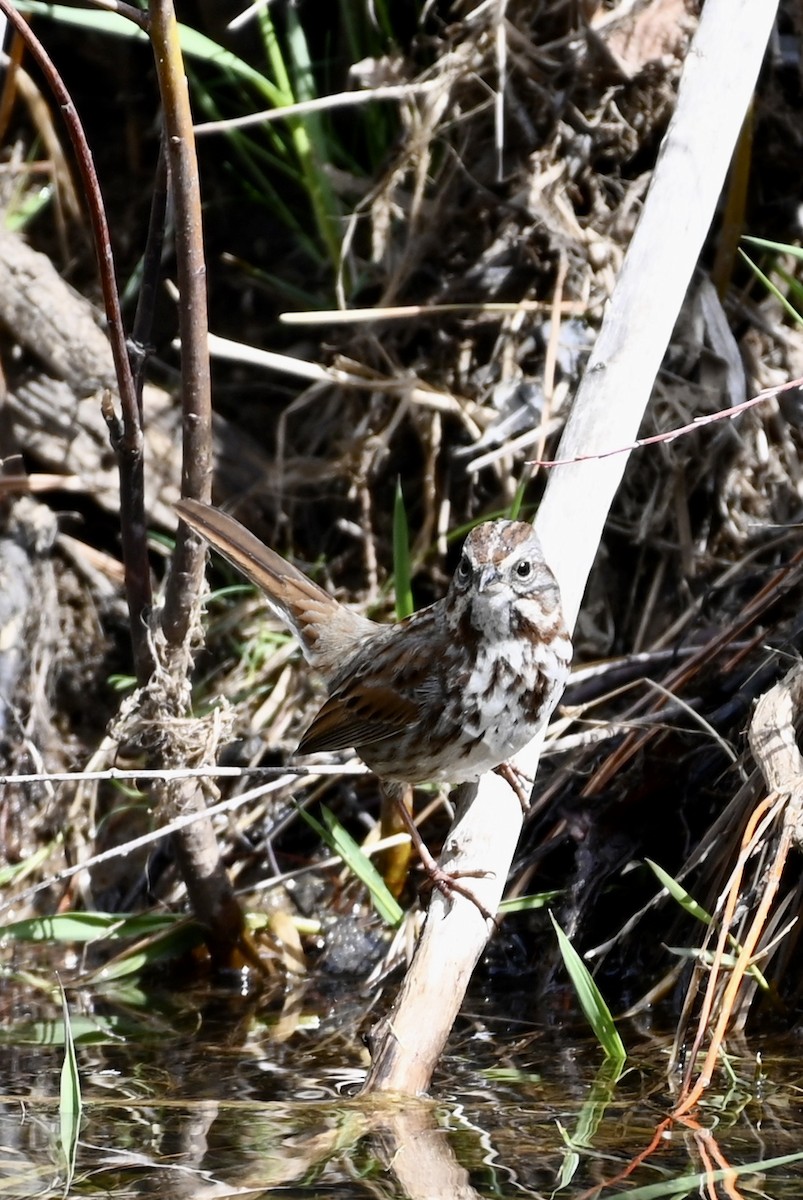 Song Sparrow - ML217140401