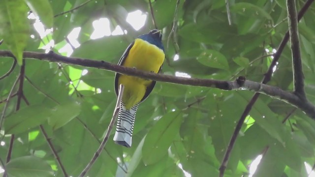 Northern Black-throated Trogon - ML217140441