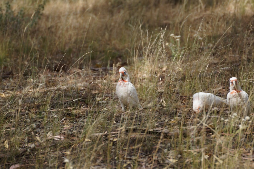 Uzun Gagalı Kakadu - ML21714231