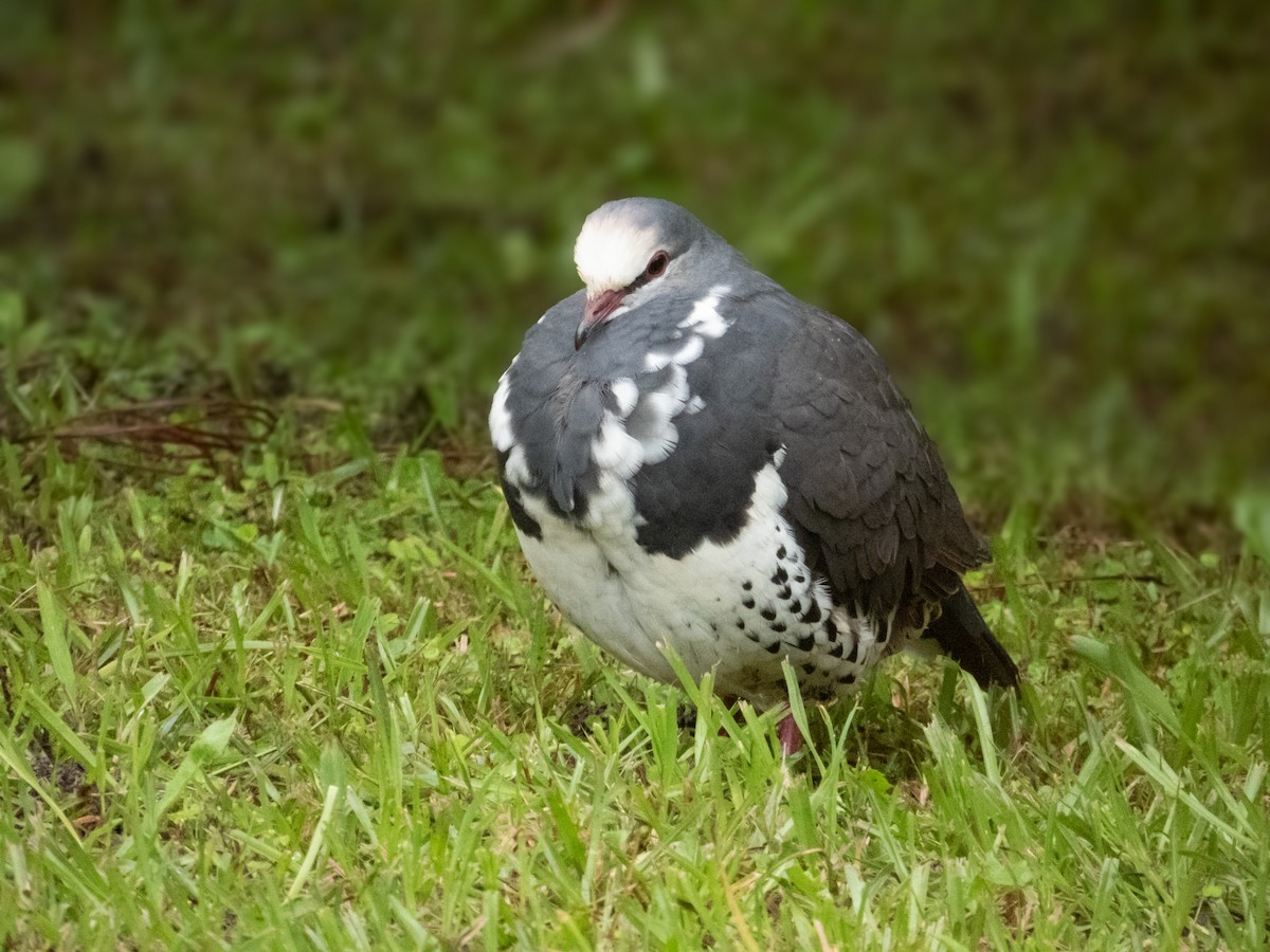 Wongataube - ML217143271