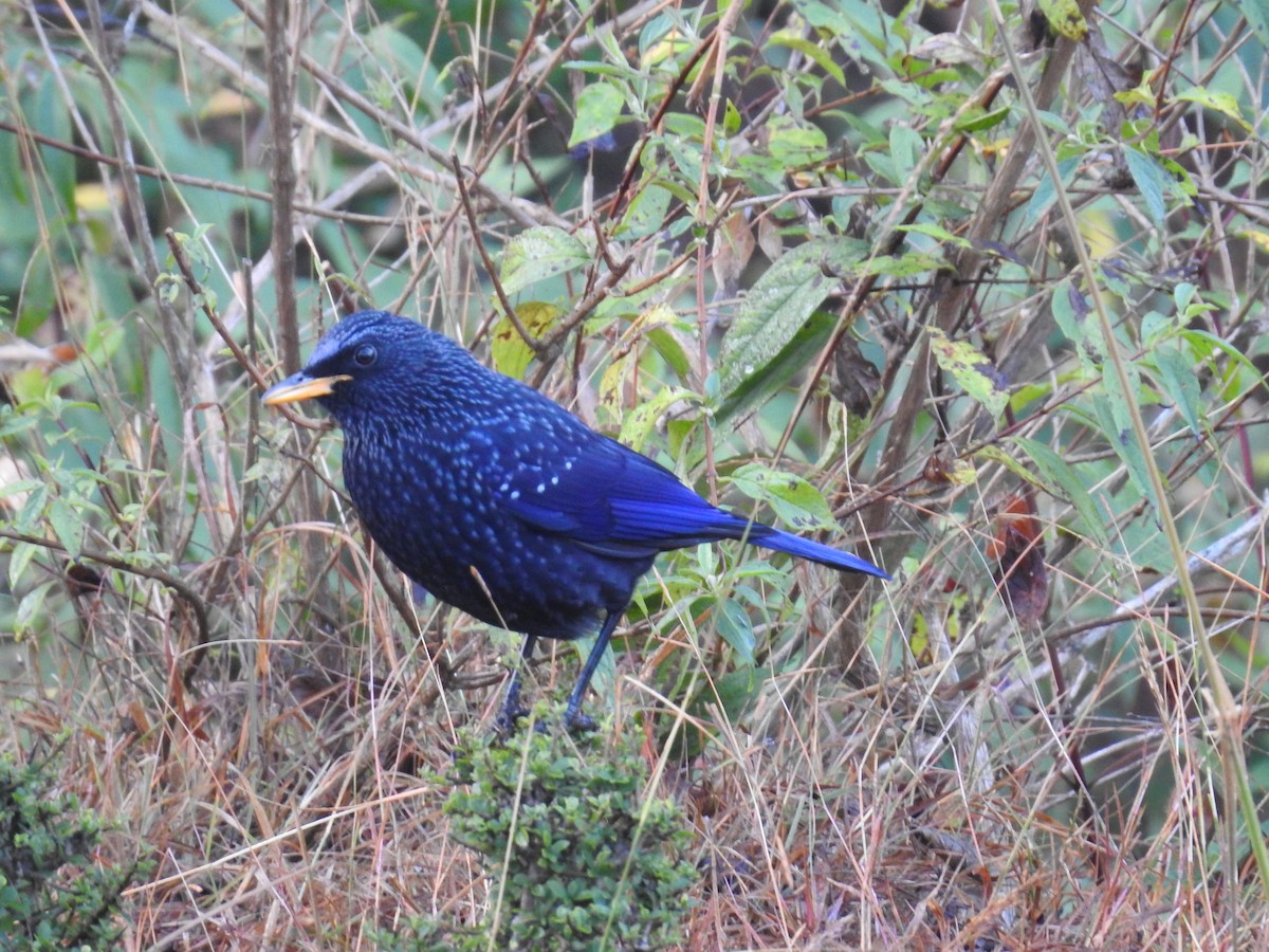 Blue Whistling-Thrush - ML21714351