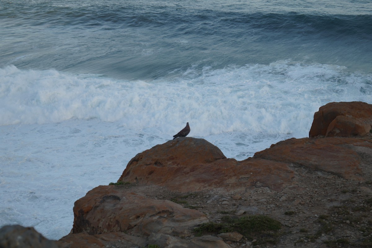 Pigeon roussard - ML217143641