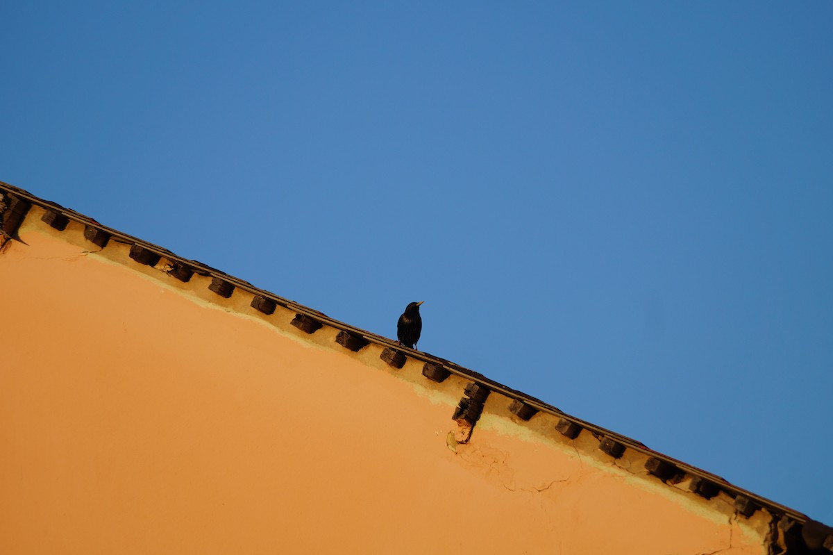 European Starling - Rajashree Kale