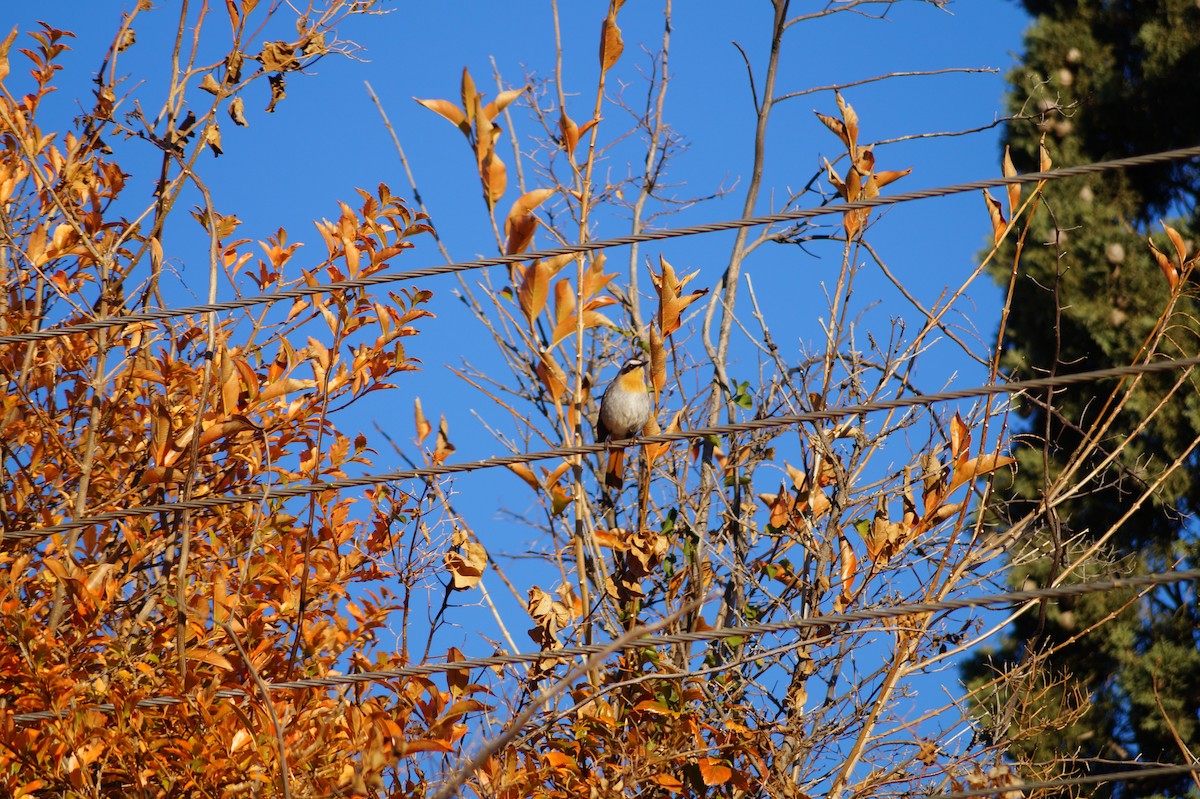 Cape Robin-Chat - ML217143861