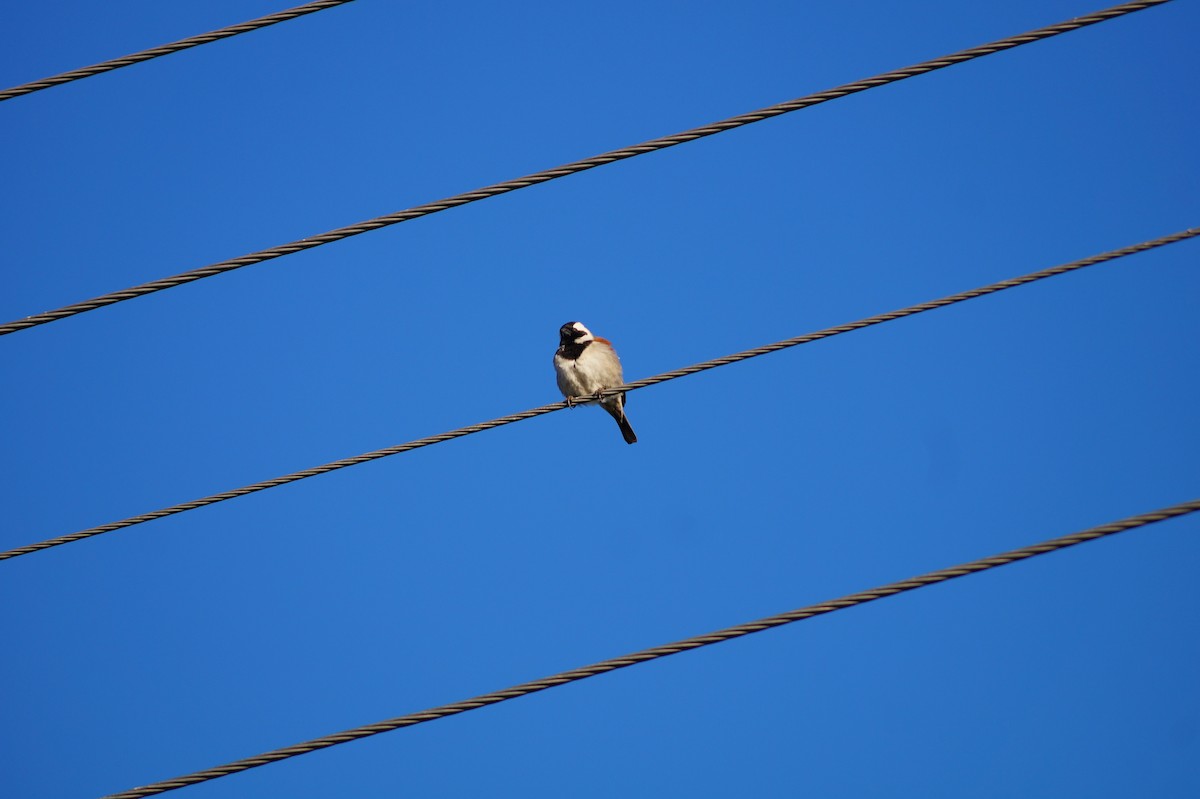 Cape Sparrow - Rajashree Kale