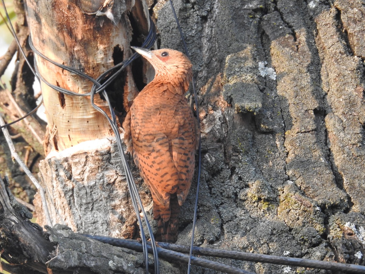 Rufous Woodpecker - ML21714431