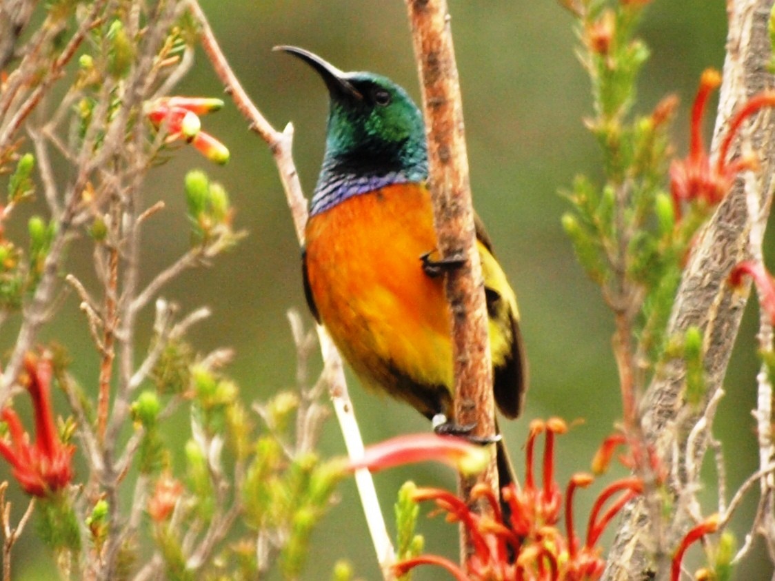 Orange-breasted Sunbird - David  Mules