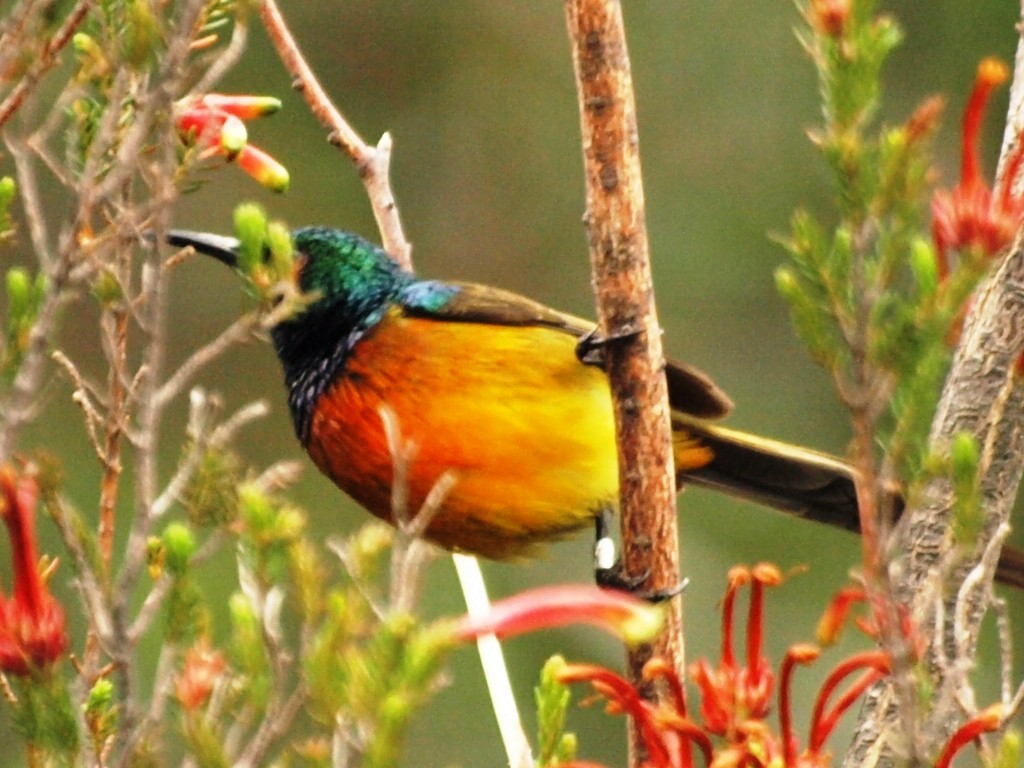 Orange-breasted Sunbird - David  Mules