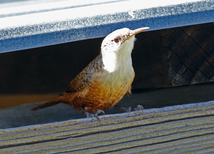 Canyon Wren - ML21714561