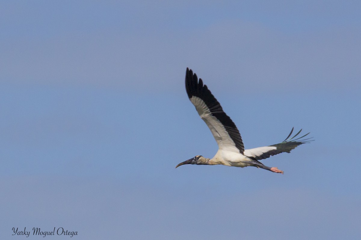 Wood Stork - ML21714571