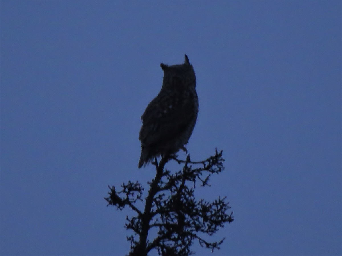 Great Horned Owl - Timothy Piranian