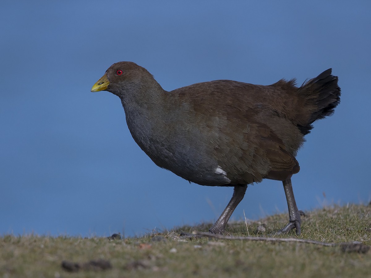 Gallinule de Tasmanie - ML217147301