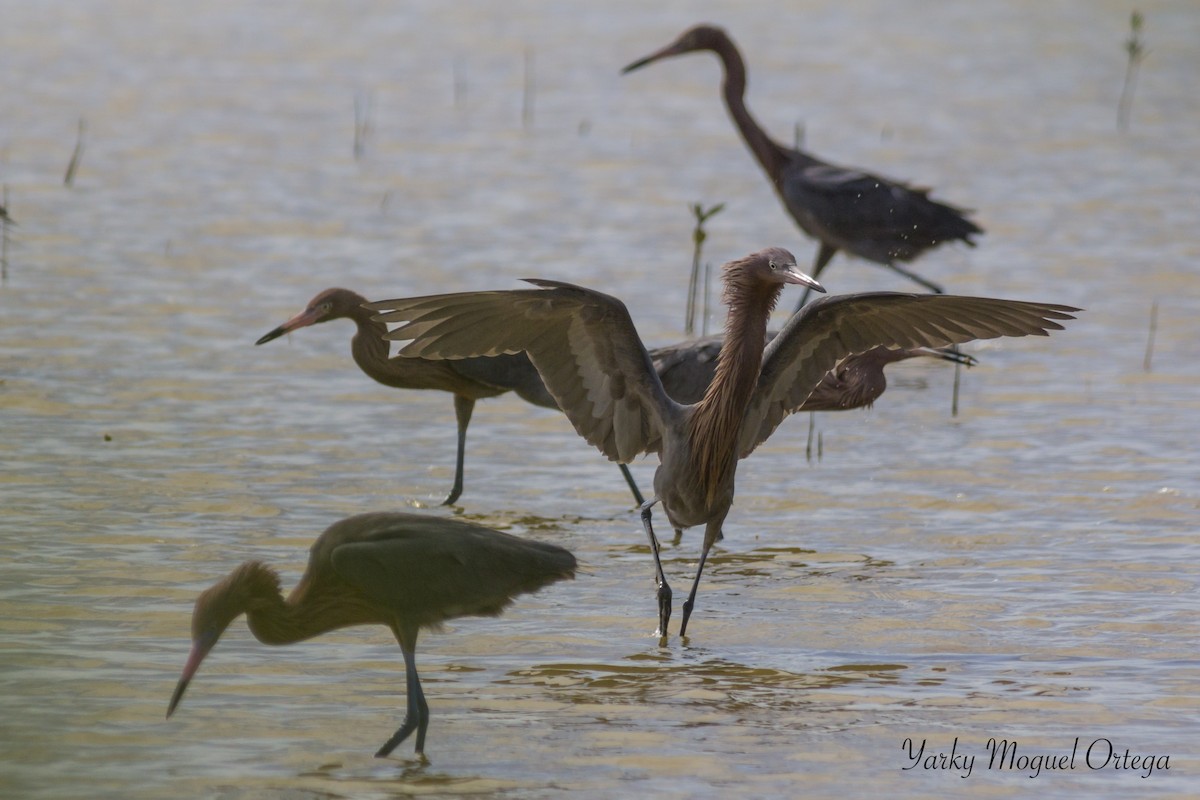 Reddish Egret - ML21714731