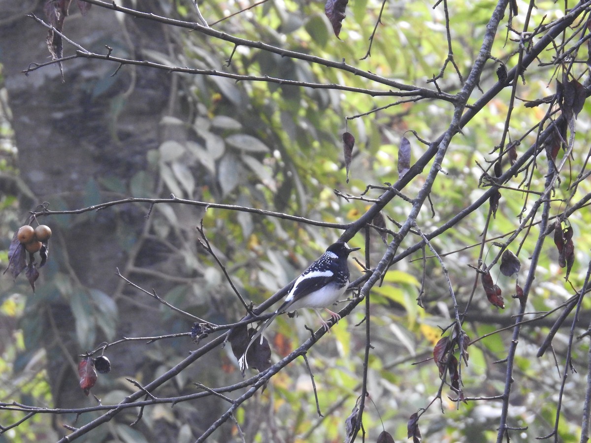 Spotted Forktail - ML21714771