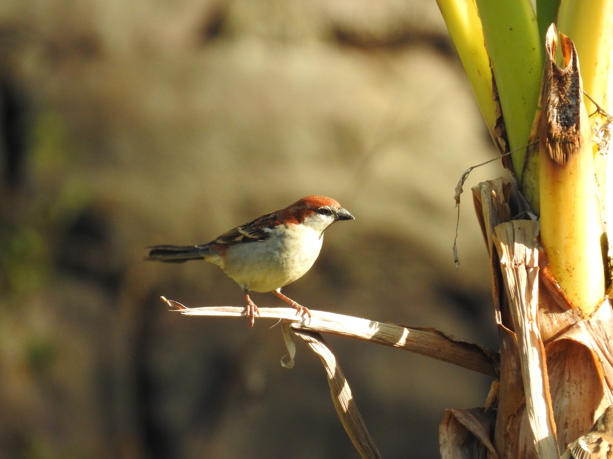 Russet Sparrow - ML21714781