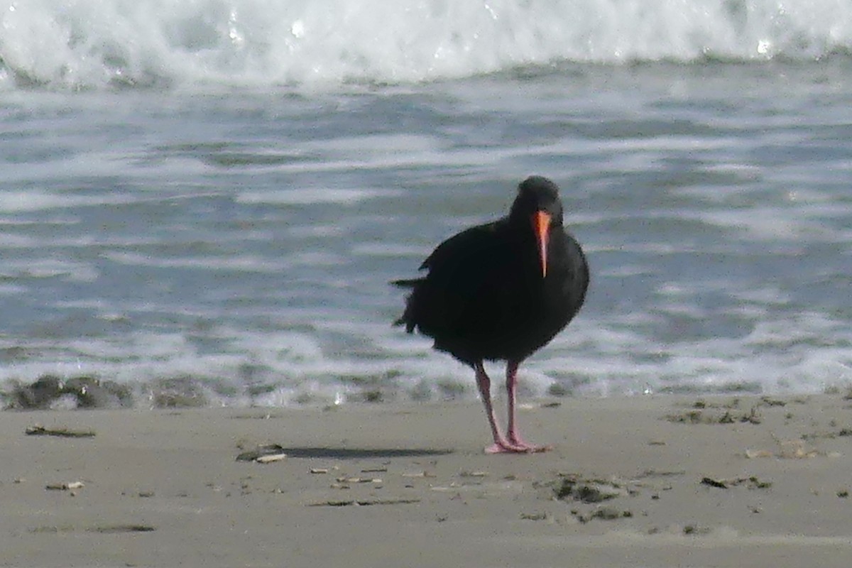 Variable Oystercatcher - ML217147881