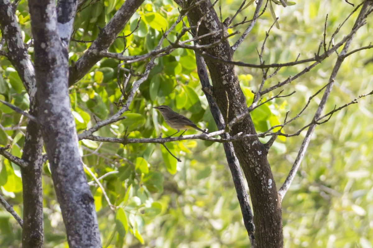 Palm Warbler - ML21714821