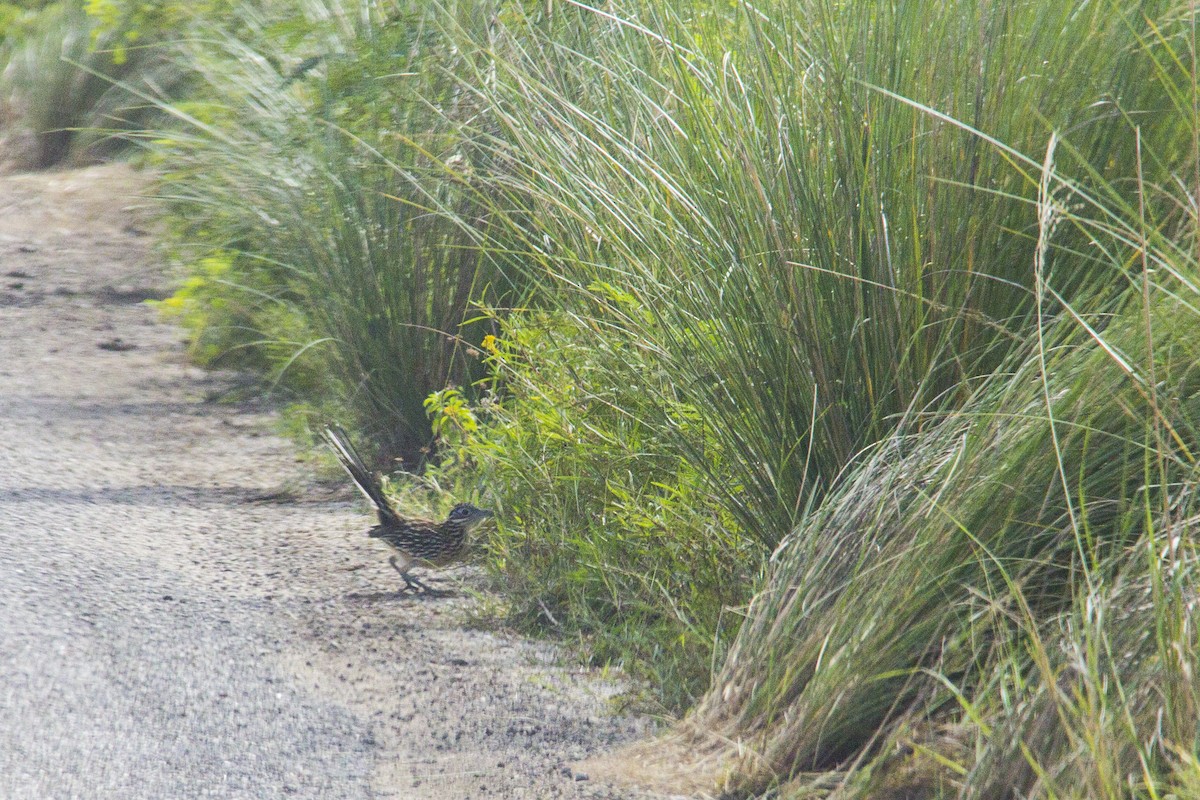 Lesser Roadrunner - ML21714831