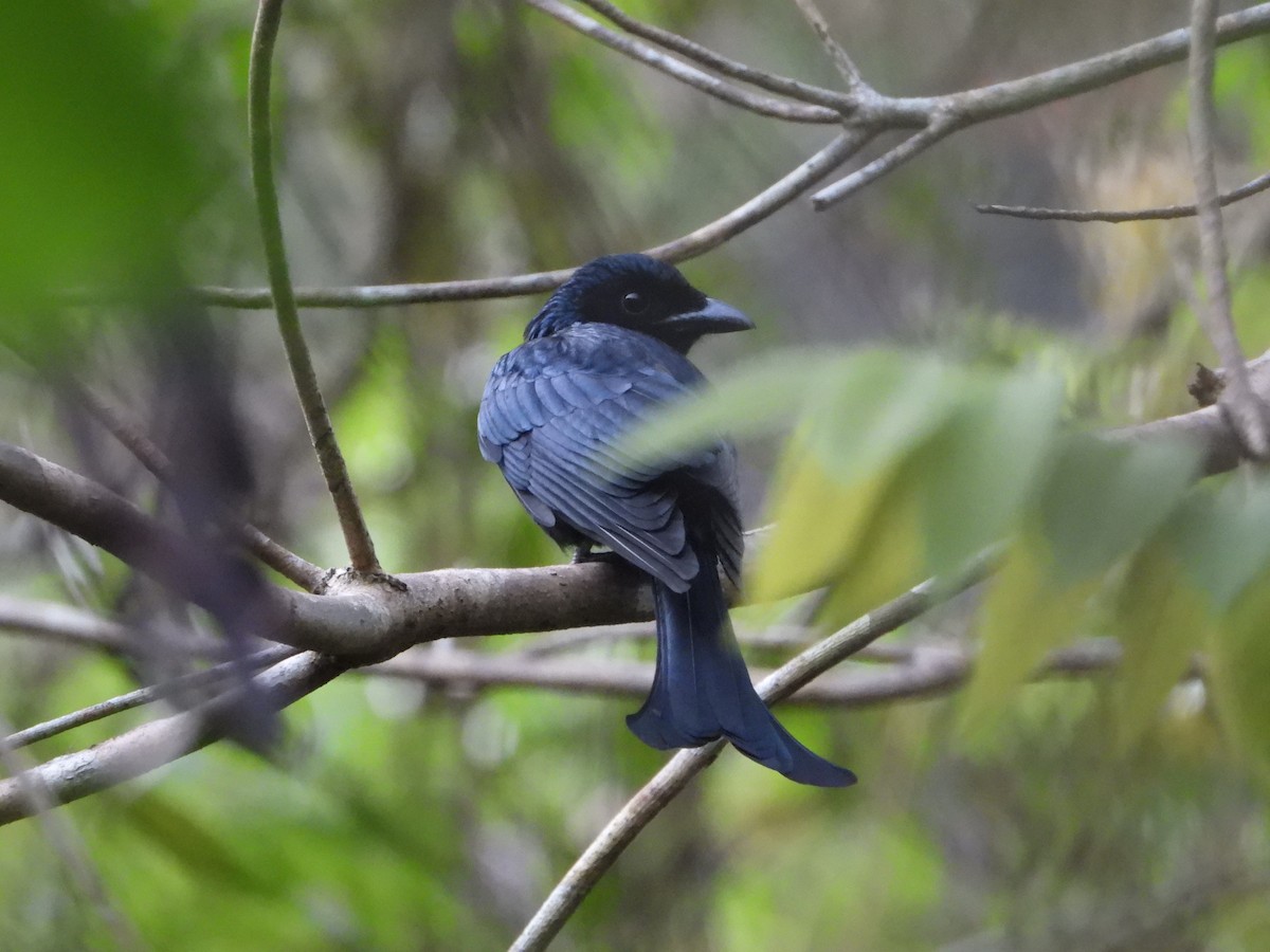 Crow-billed Drongo - ML217148401