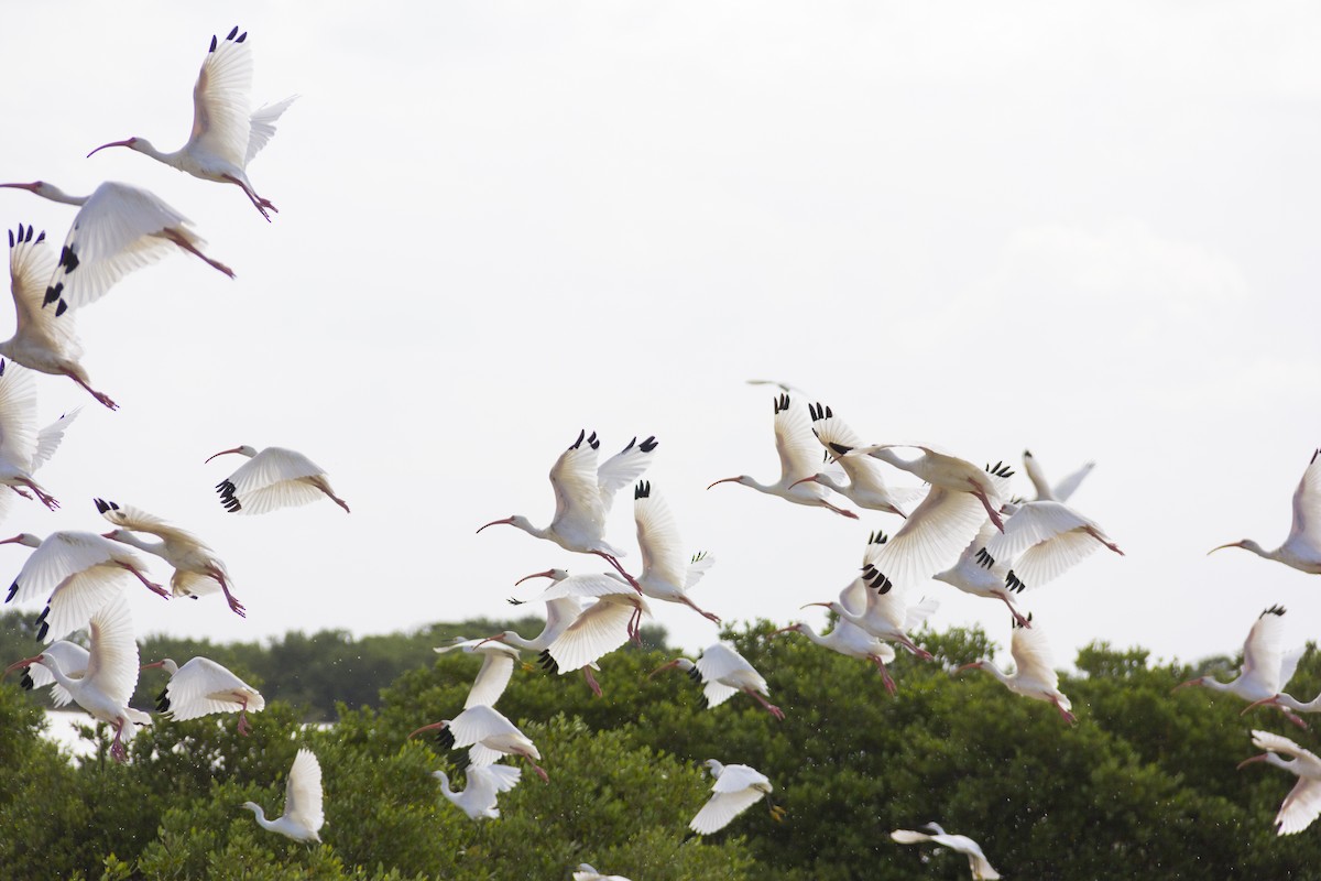 White Ibis - ML21714851