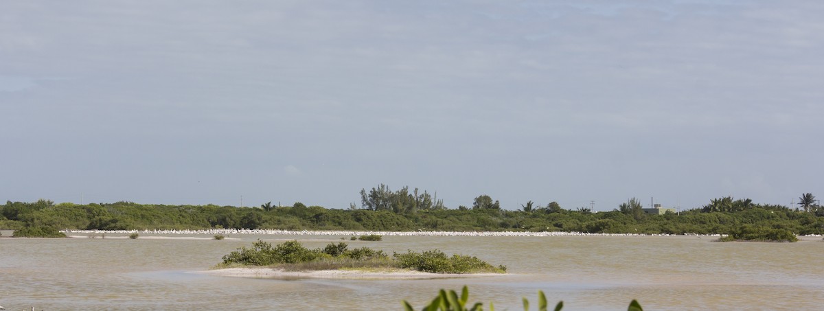 American White Pelican - ML21714861