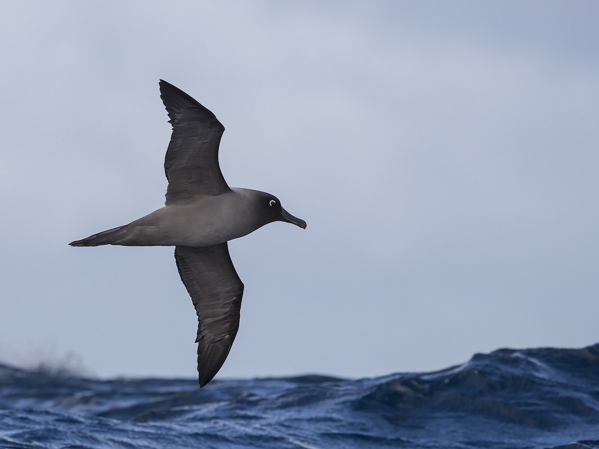 Light-mantled Albatross - ML217149211