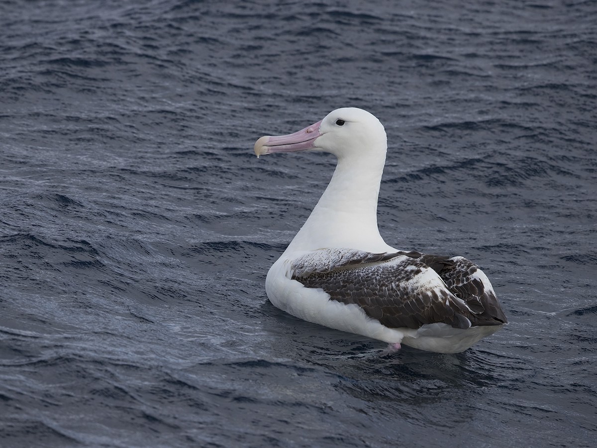 albatros královský - ML217149421