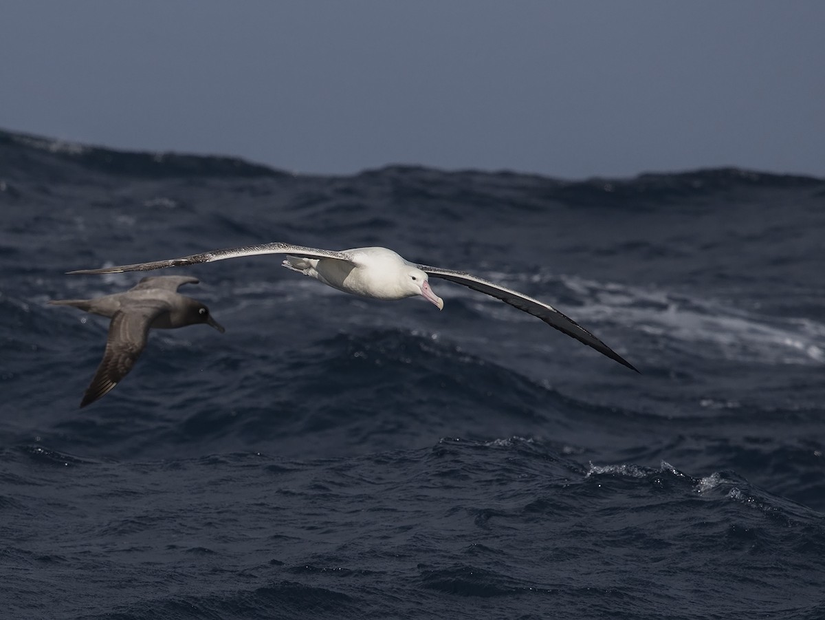 albatros královský - ML217149461