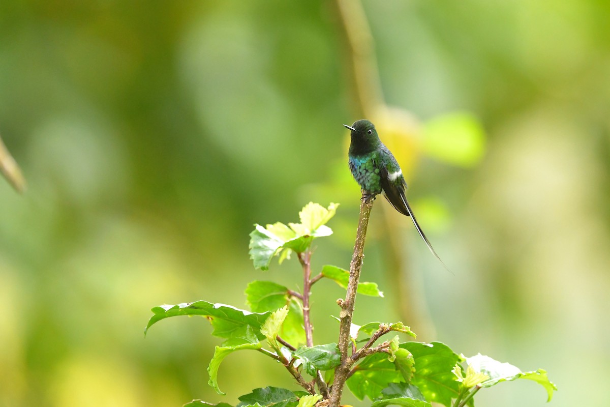 Green Thorntail - Ting-Wei (廷維) HUNG (洪)