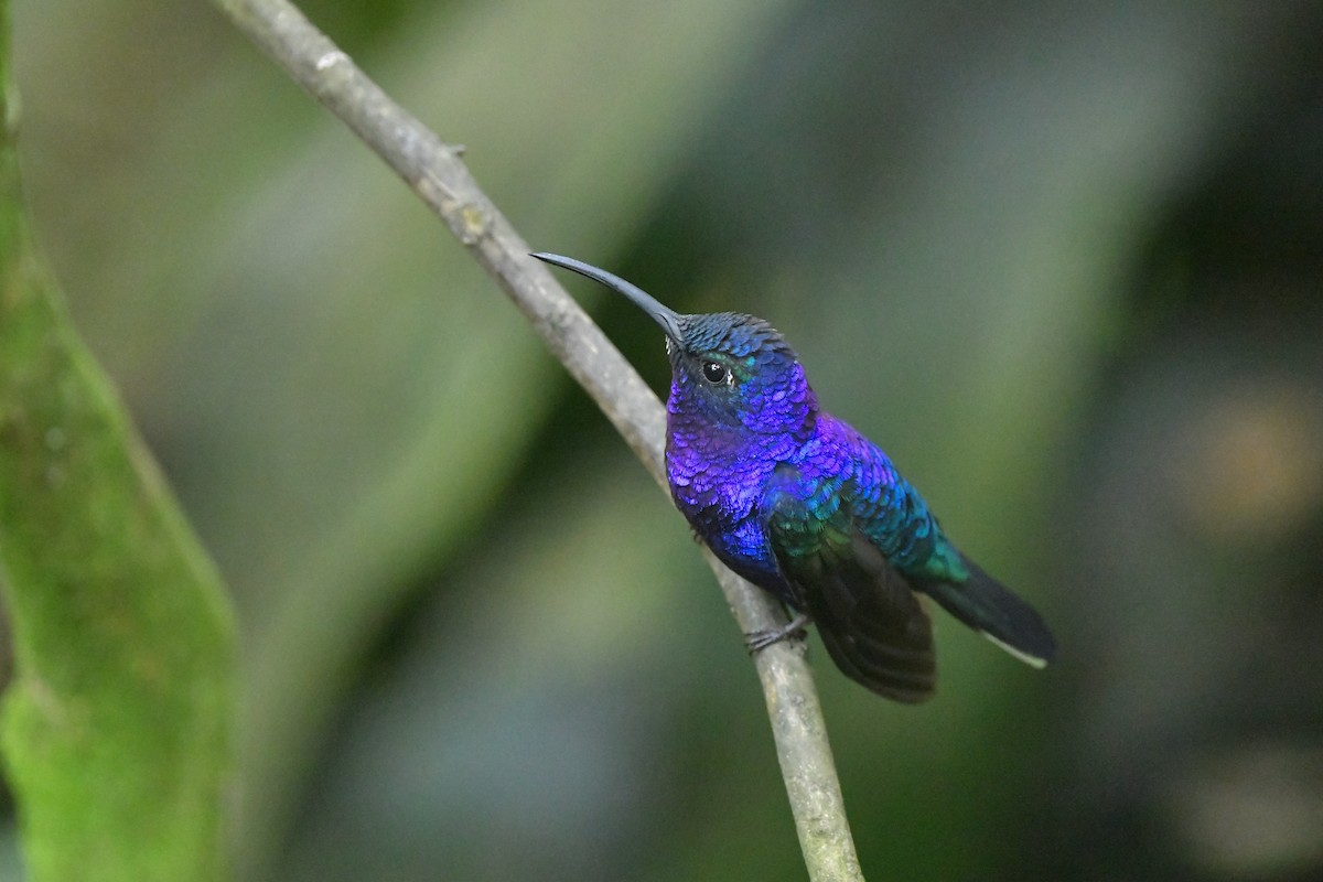 Colibrí Morado - ML217151211