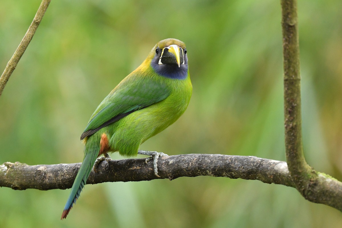 Northern Emerald-Toucanet - Ting-Wei (廷維) HUNG (洪)