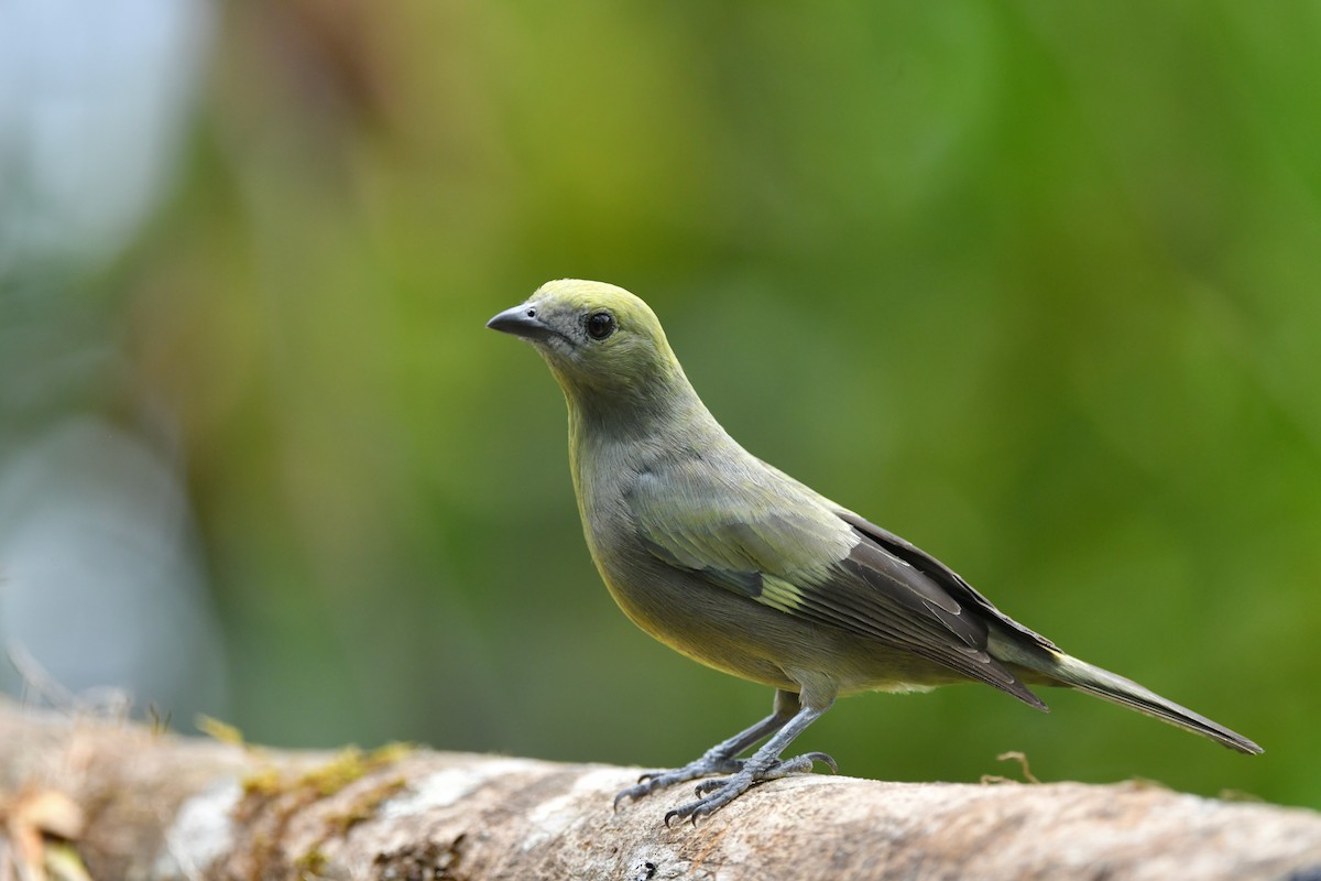 Palm Tanager - Ting-Wei (廷維) HUNG (洪)