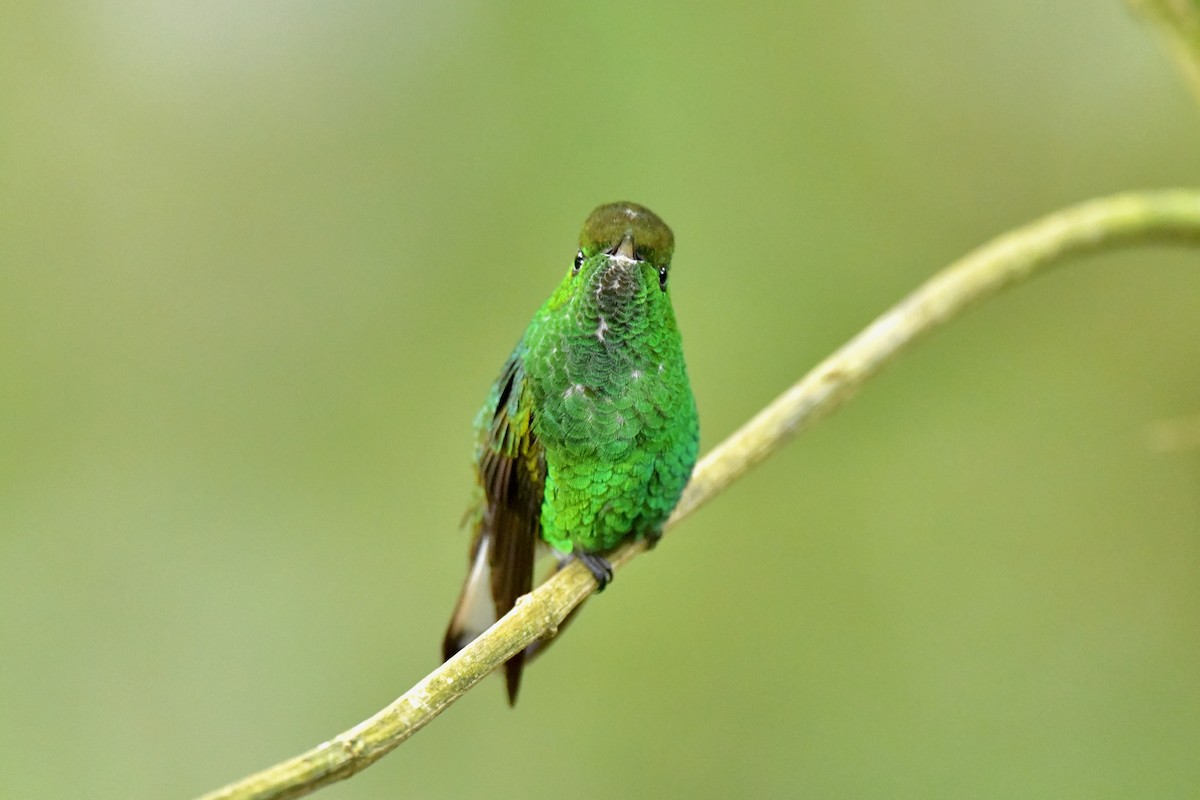 Colibri à tête cuivrée - ML217152021