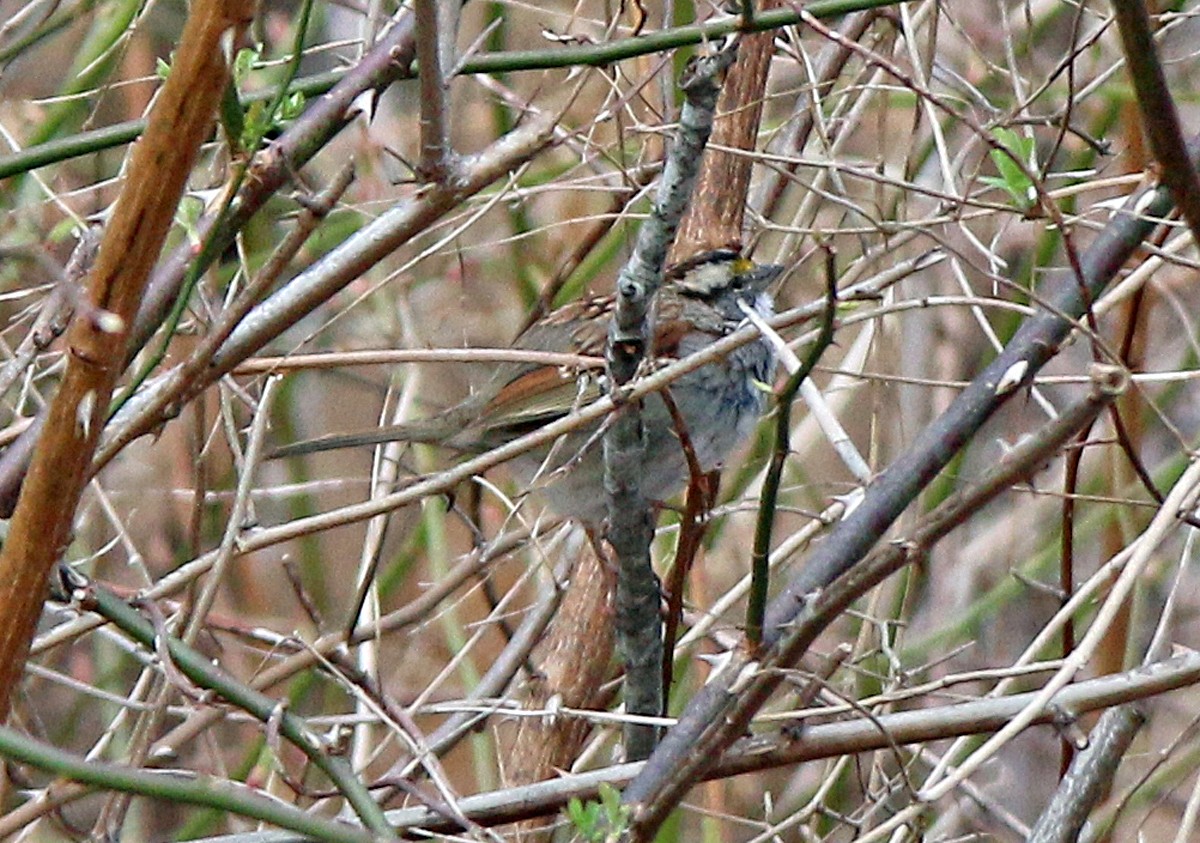 White-throated Sparrow - ML217153281