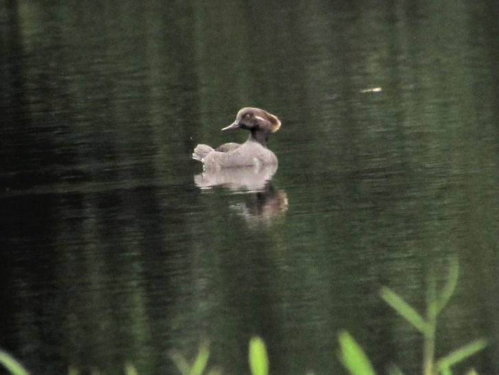 Hooded Merganser - ML217153661