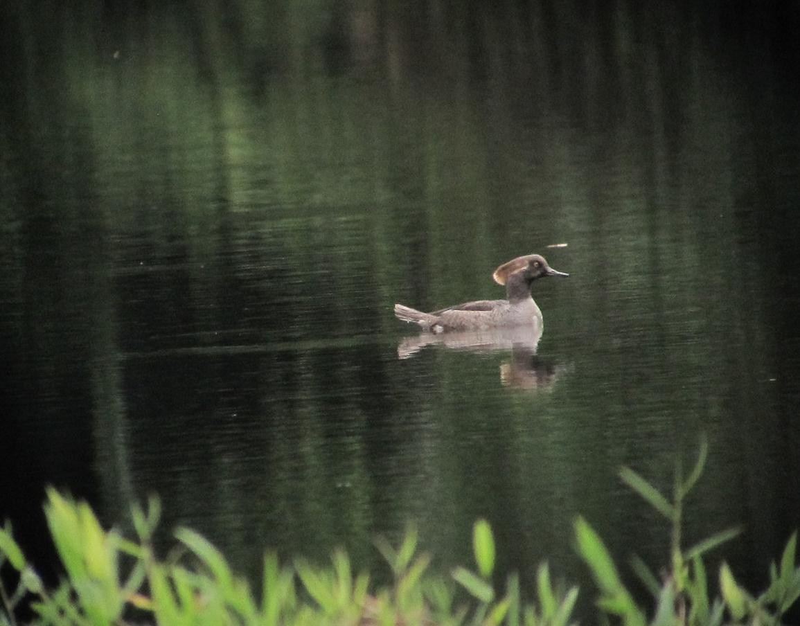 Hooded Merganser - ML217153671