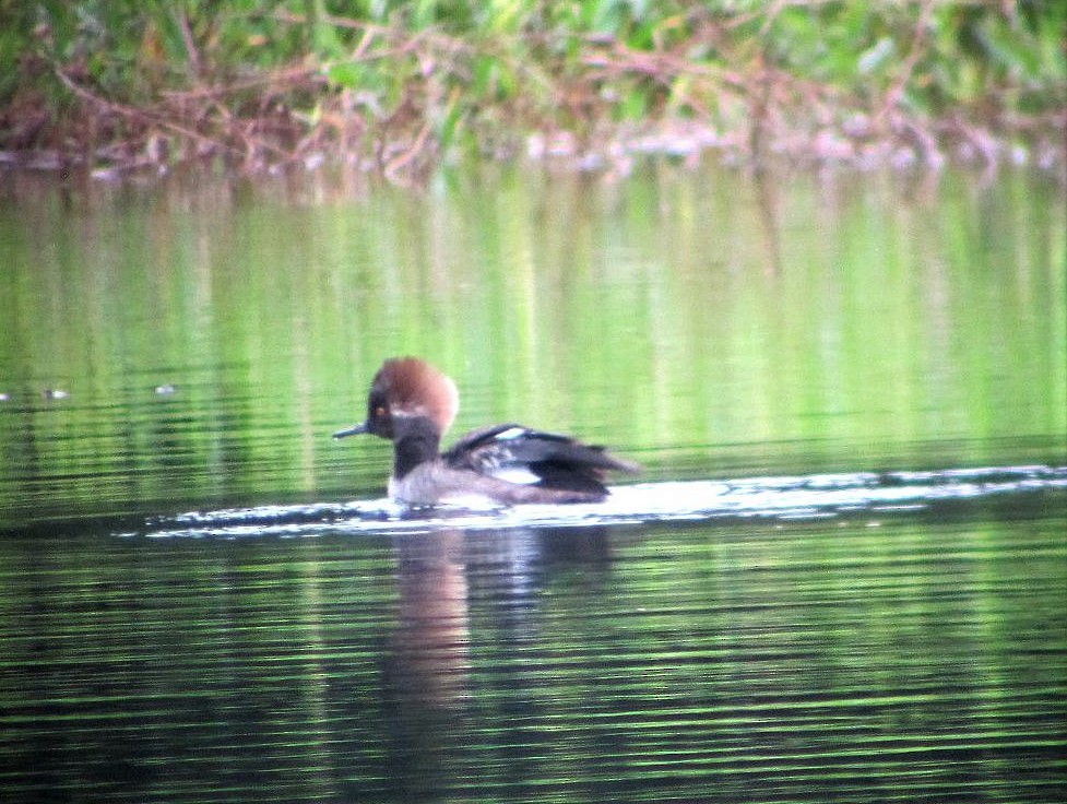 Hooded Merganser - ML217153681