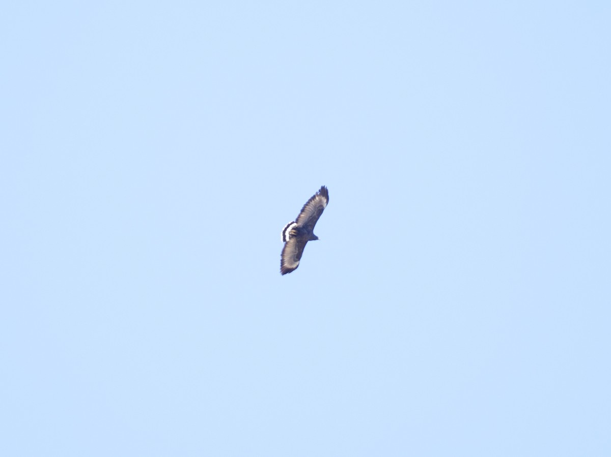 Common Black Hawk - Sochetra Ly