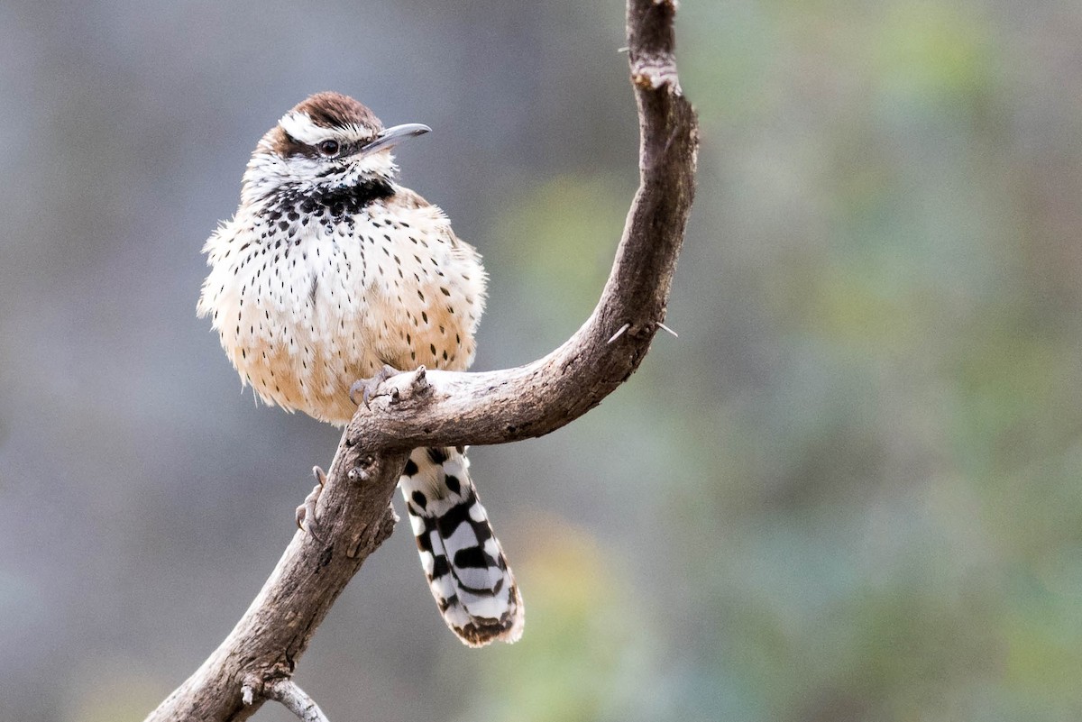Cactus Wren - ML217154051