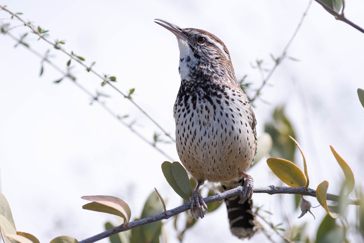 Cactus Wren - ML217154111