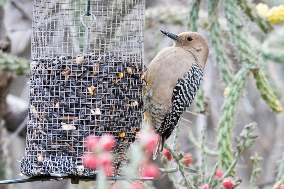 Gila Woodpecker - ML217154241