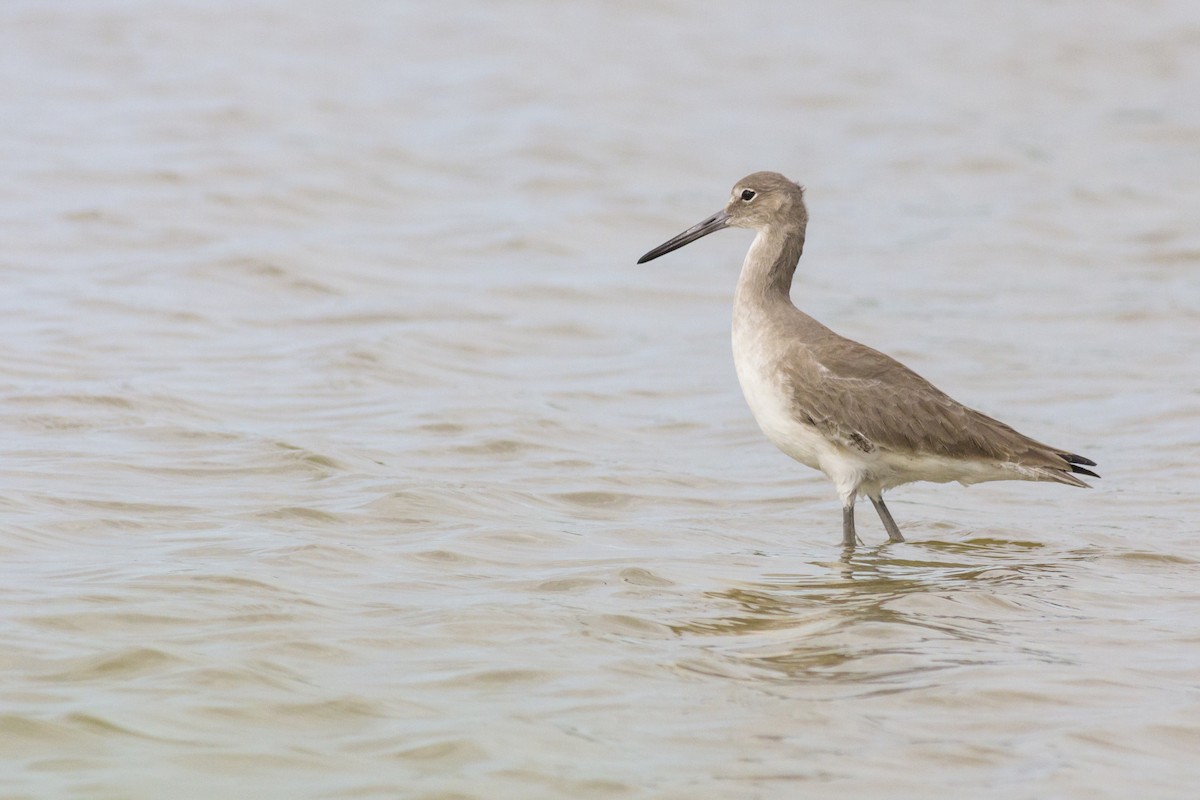 Willet - ML21715531