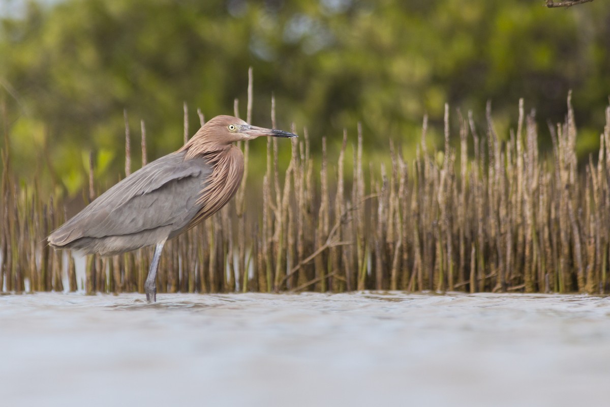 Reddish Egret - Yarky Moguel