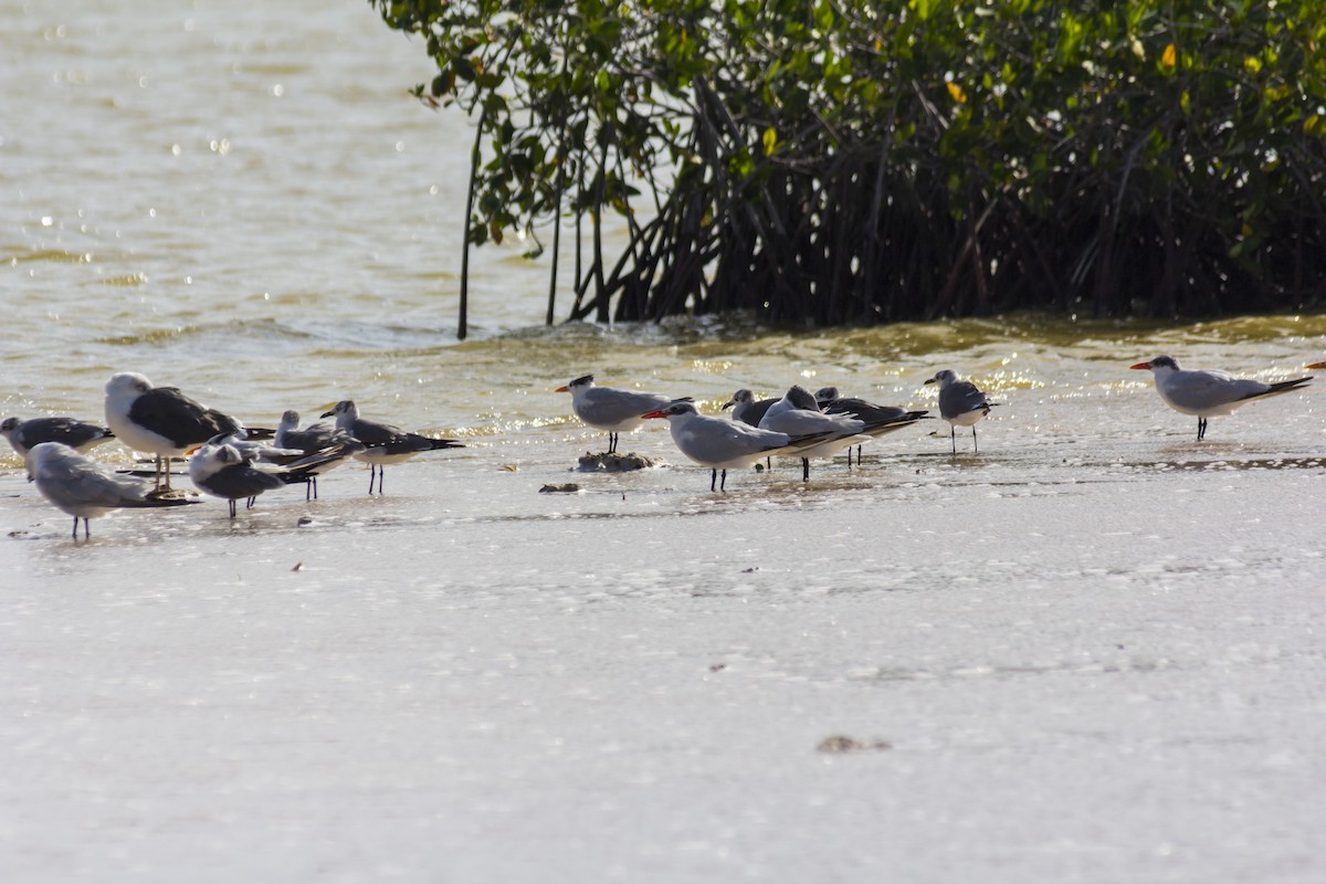 Royal Tern - ML21715561