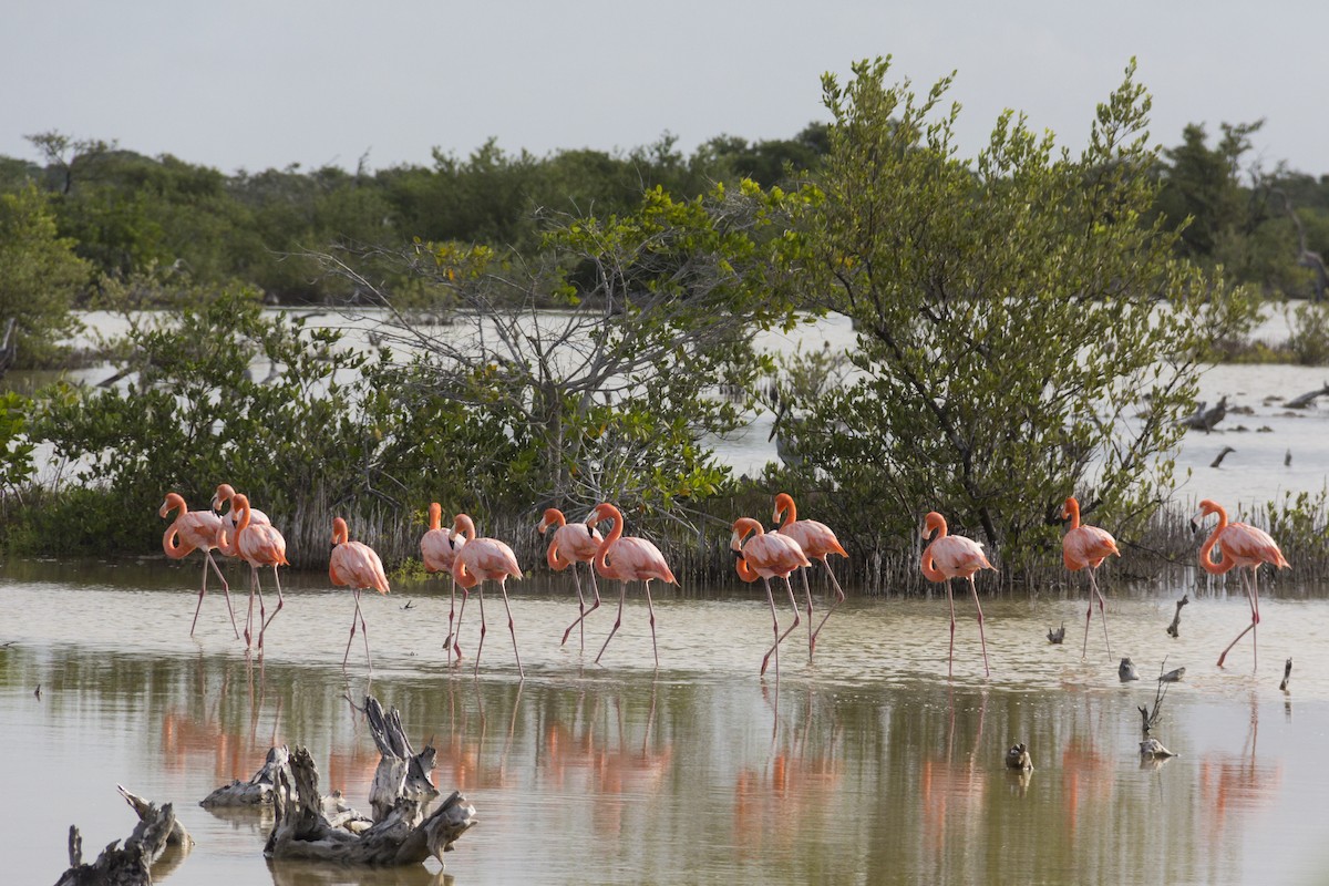 American Flamingo - ML21715601