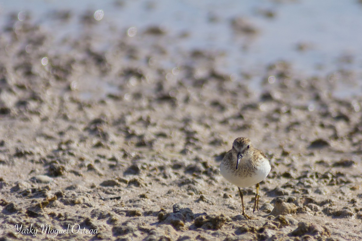 pygmésnipe - ML21715611